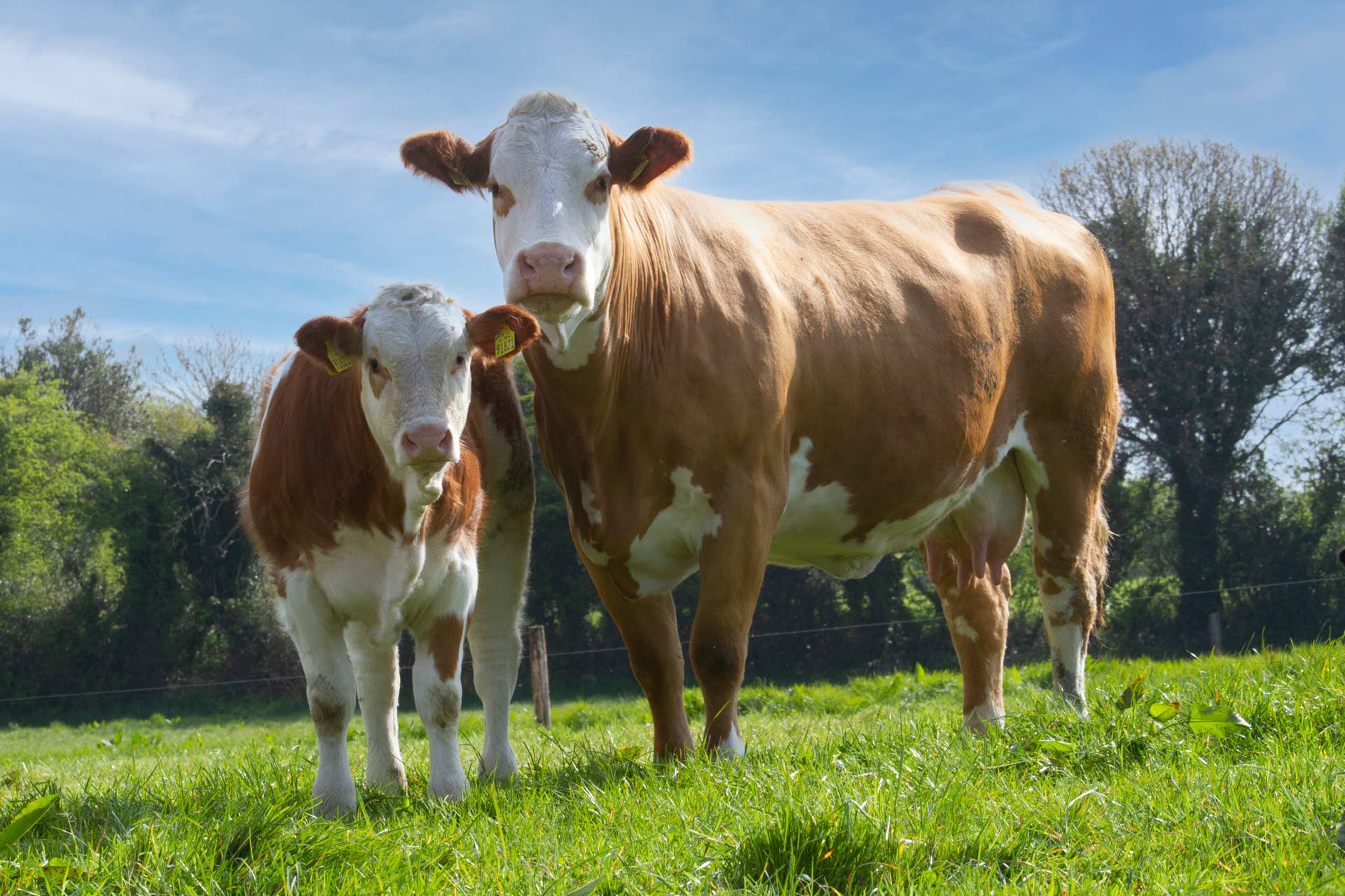 Samad Cow Mama Cow's New Calf Is Her Legit Twin and We're All Obsessed - Paw Nation