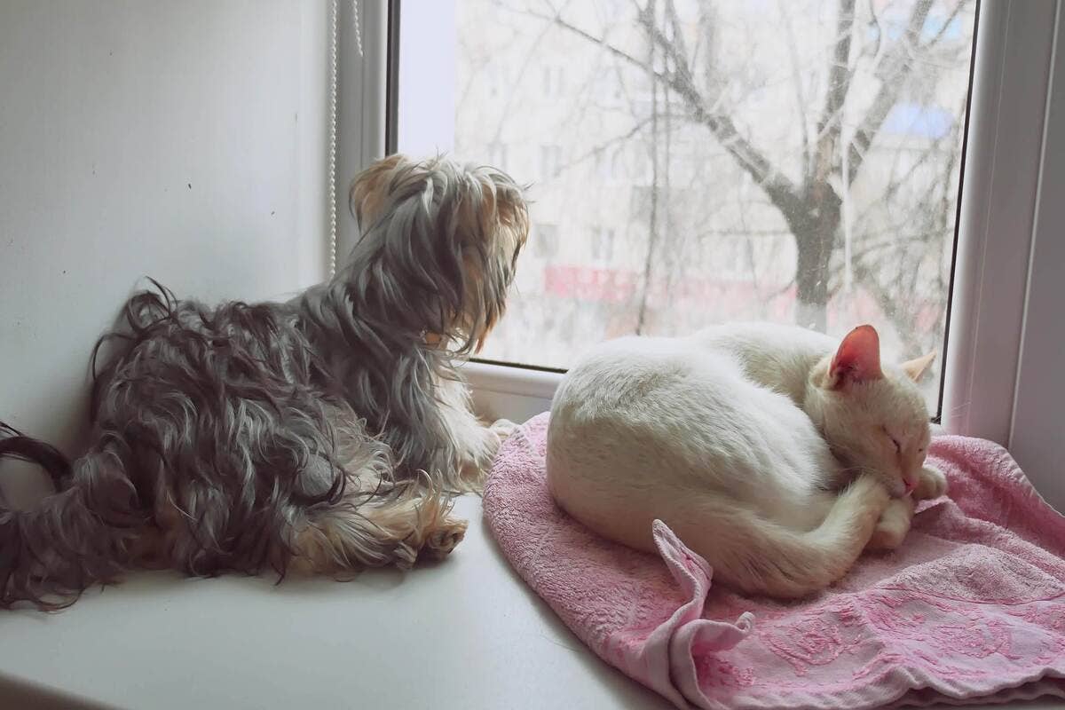 Yorkie Offering Emotional Support to Cat Siblings Watching Squirrels Is ...