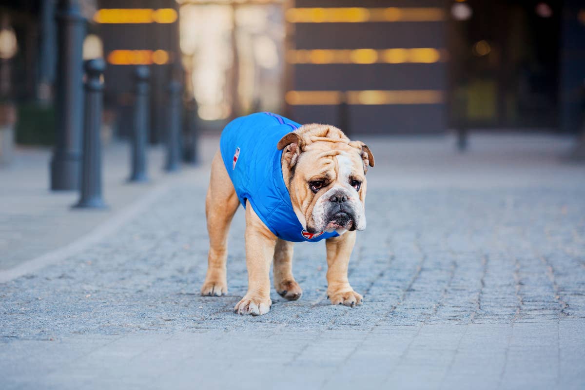 English Bulldog Who's Unimpressed With New Rain Jacket Says 'Not Today ...