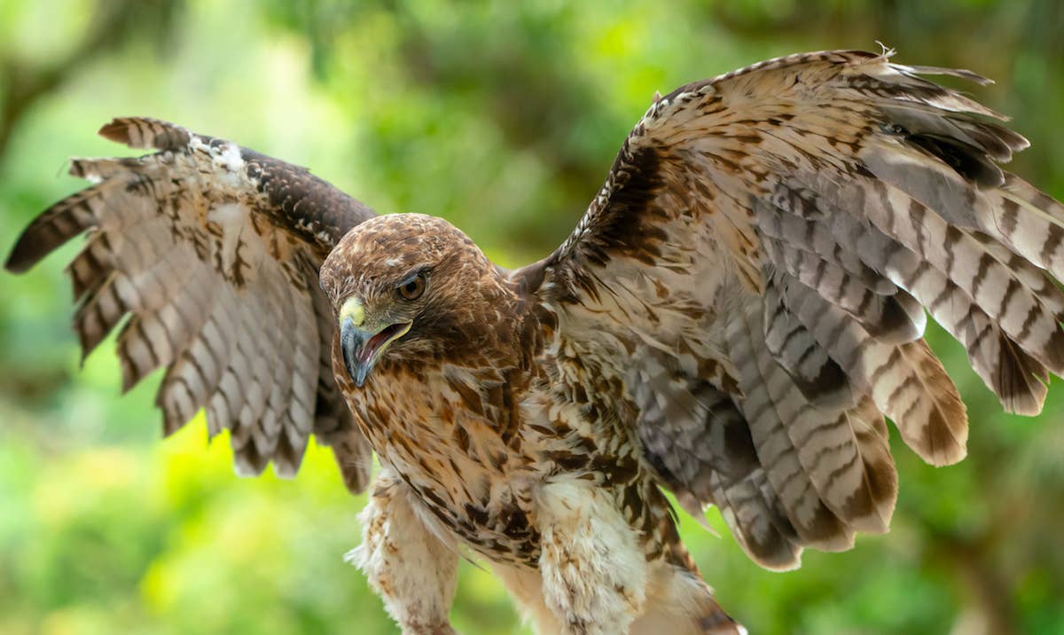 Watch Eagles Perform Their Incredible 'Death Spiral' Mating Ritual ...