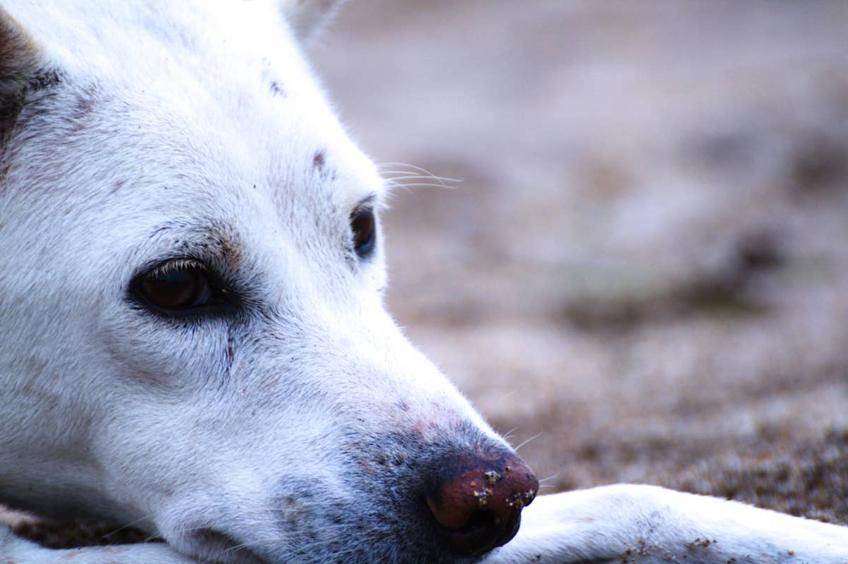 Rescue Husky Has the Most Awkward Playdate and We Can't Stop Laughing ...