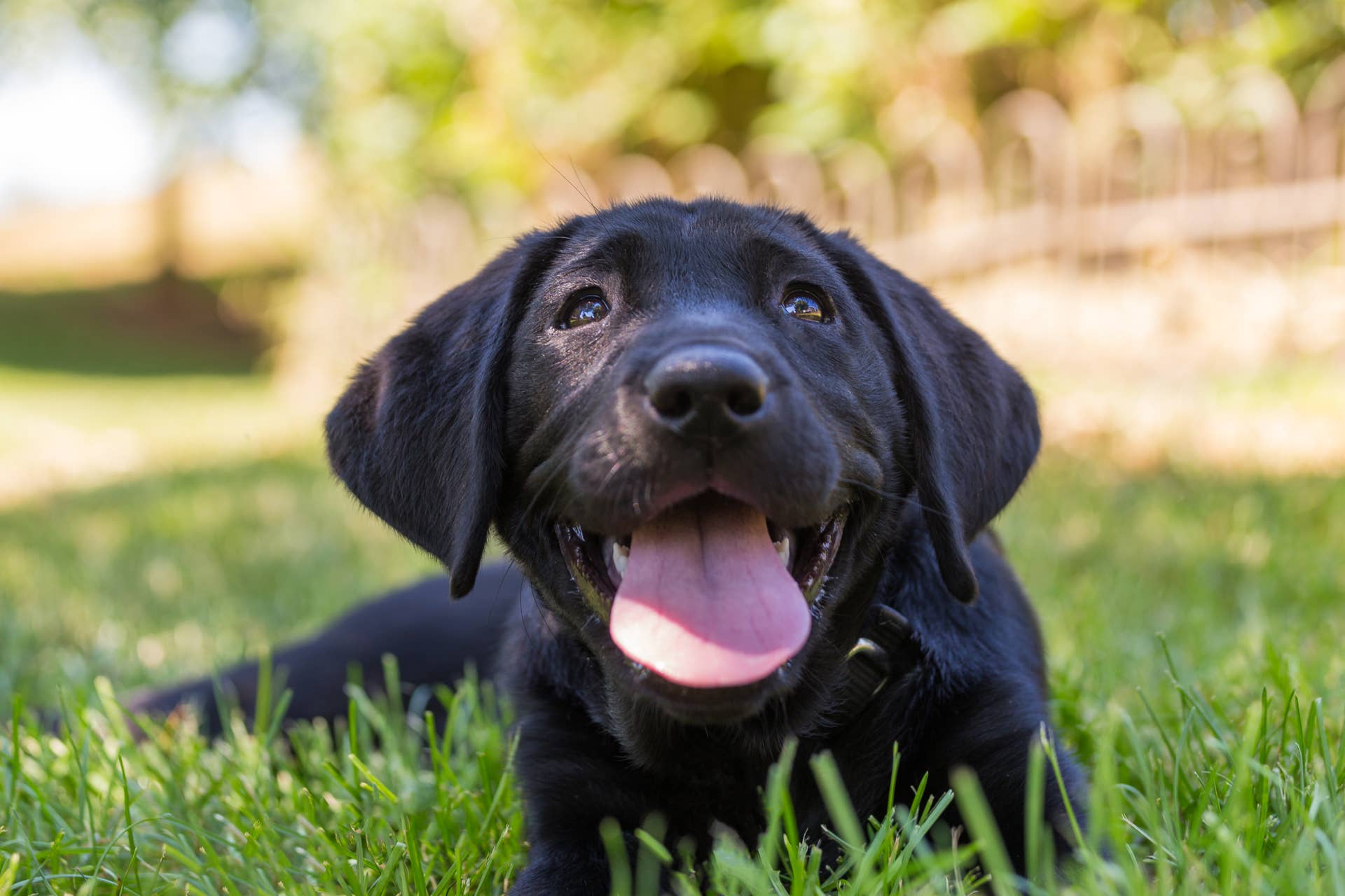 Adorable Black Labrador Puppy 'Helps' Dad Rake the Leaves - Paw Nation