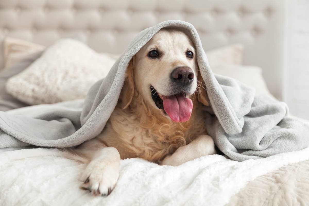 Golden Retriever 'Rage-Baiting' an Old Man Cat Has the Survival Skills ...