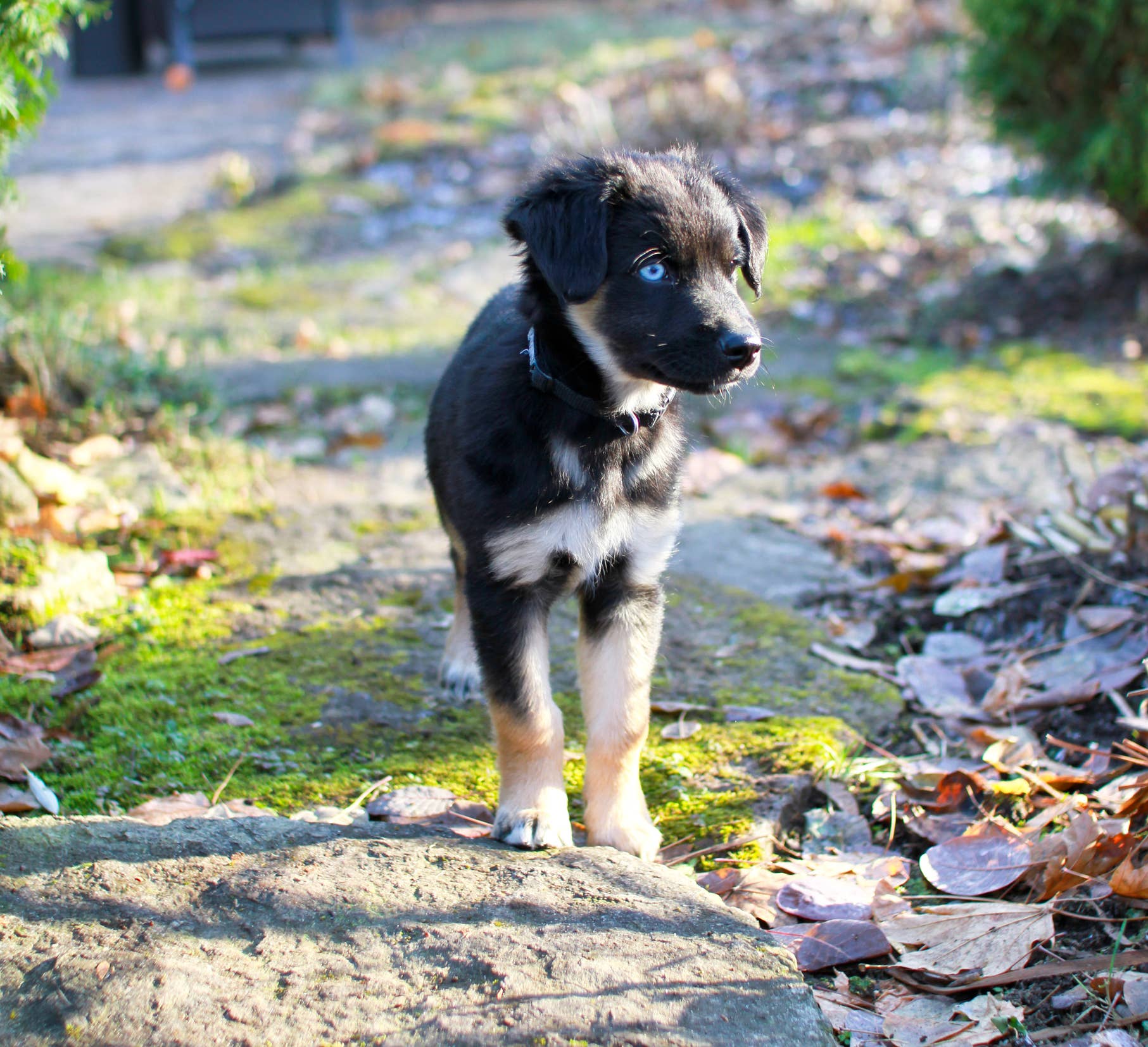 Top 10 Australian Shepherd Mix Breeds - Paw Nation