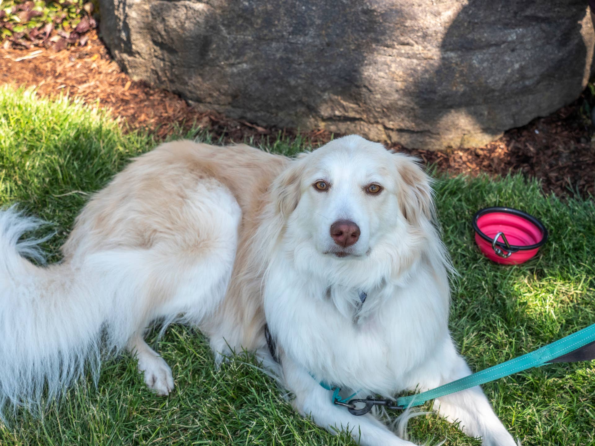 Top 10 Australian Shepherd Mix Breeds - Paw Nation