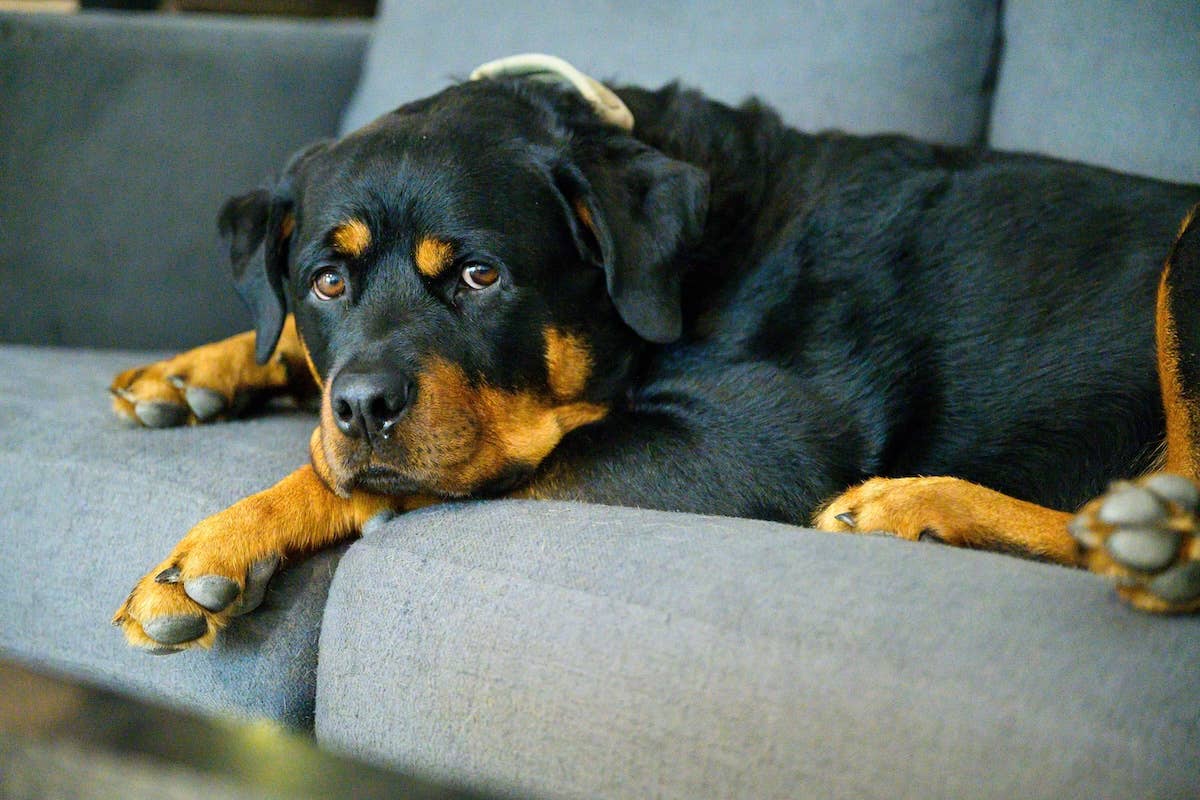 Grouchy Rottweilers Grumpy Rottweiler Telling Mom To ‘Answer Her Phone’ Is Such a Baby ...