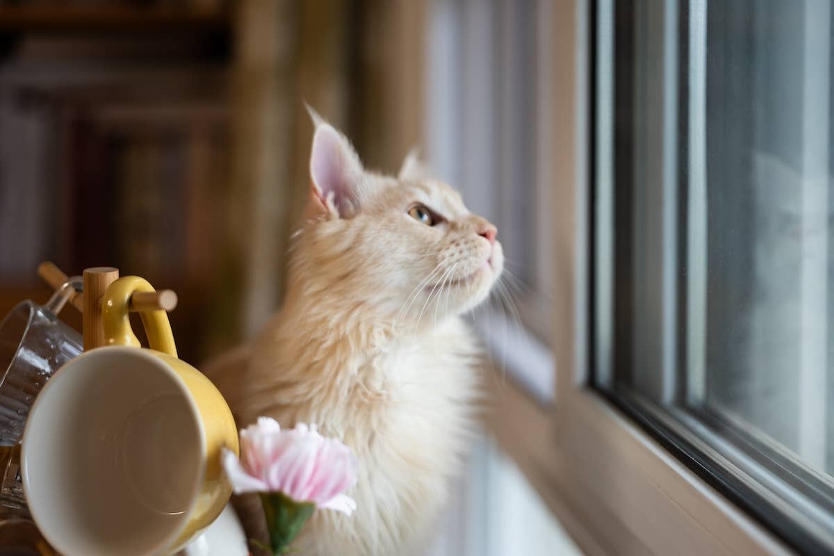 Window Nation Homeless Orange Cat’s ‘Slow Blinks for a Home’ Prove He’s Ready To ...