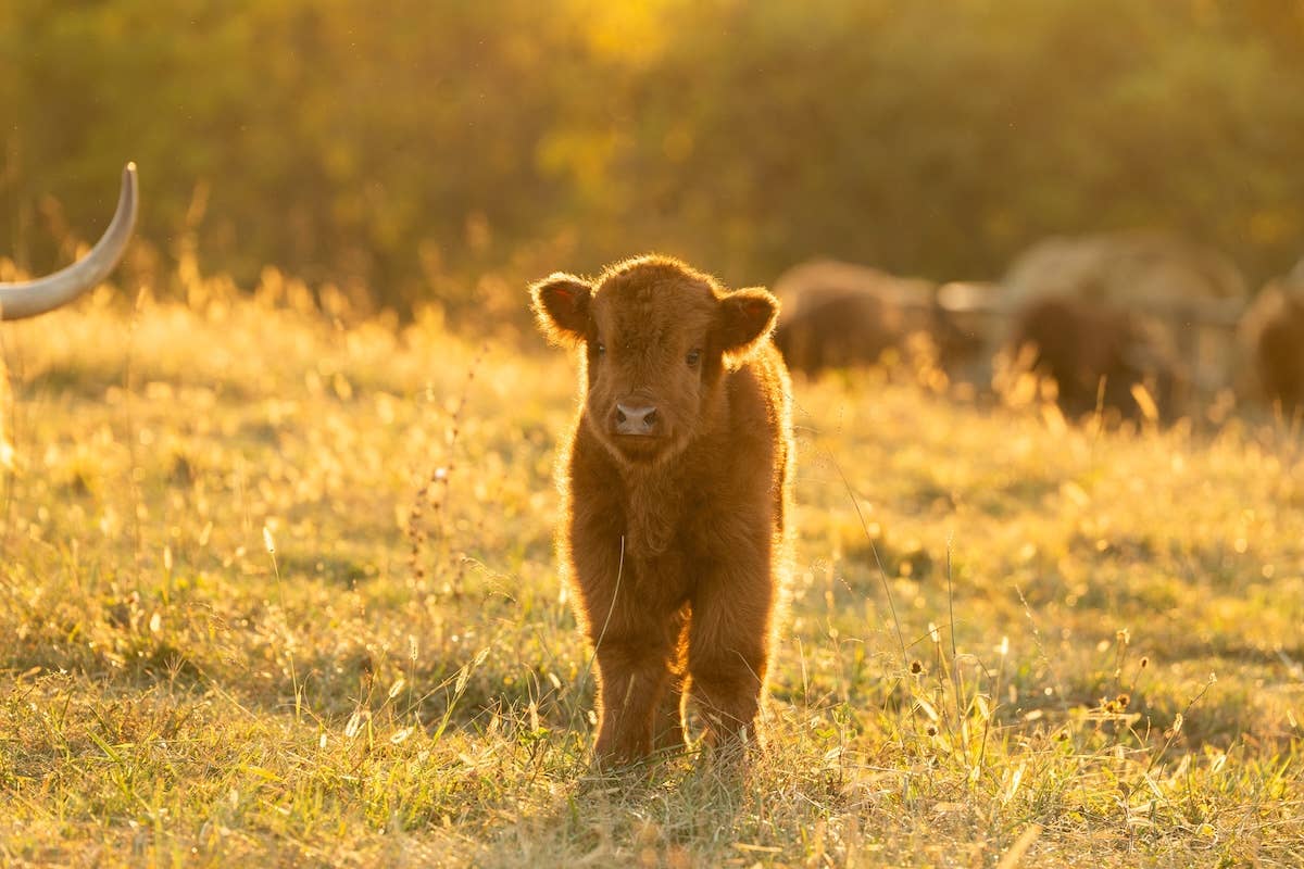 Baby Cow ‘Finding Her Moo’ Is the Loudest Talker in Town - PawNation
