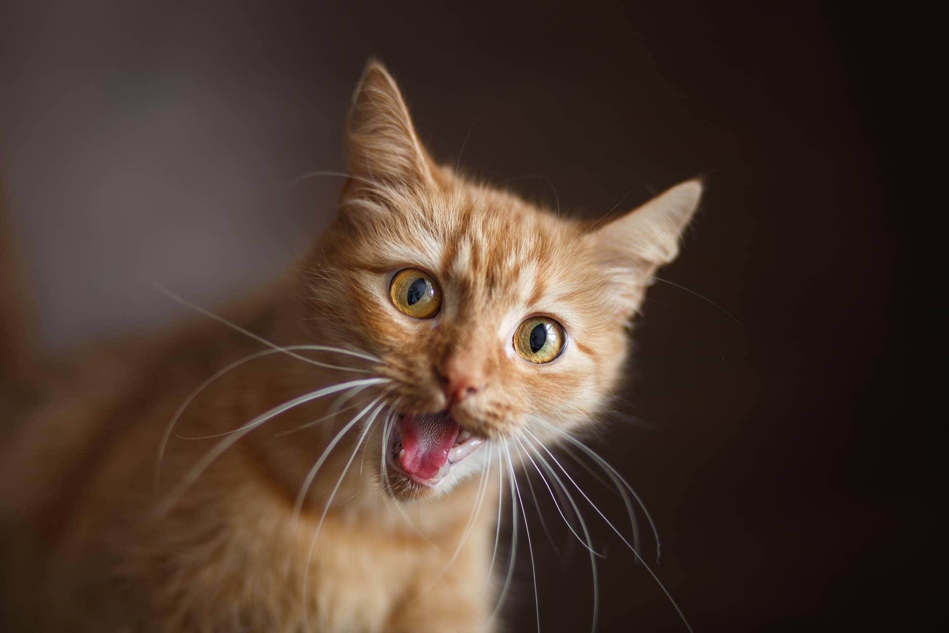 Ginger Cat's Hilarious Reaction to Mom Demanding 6 Years of Rent - Paw
