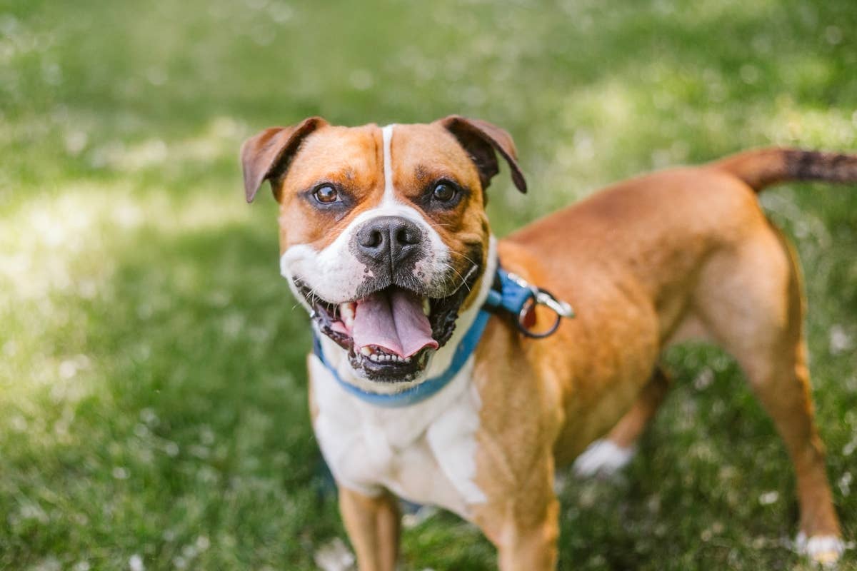 Boxer Climbs Onto Mom’s Car—and Refuses To Get Off - Paw Nation
