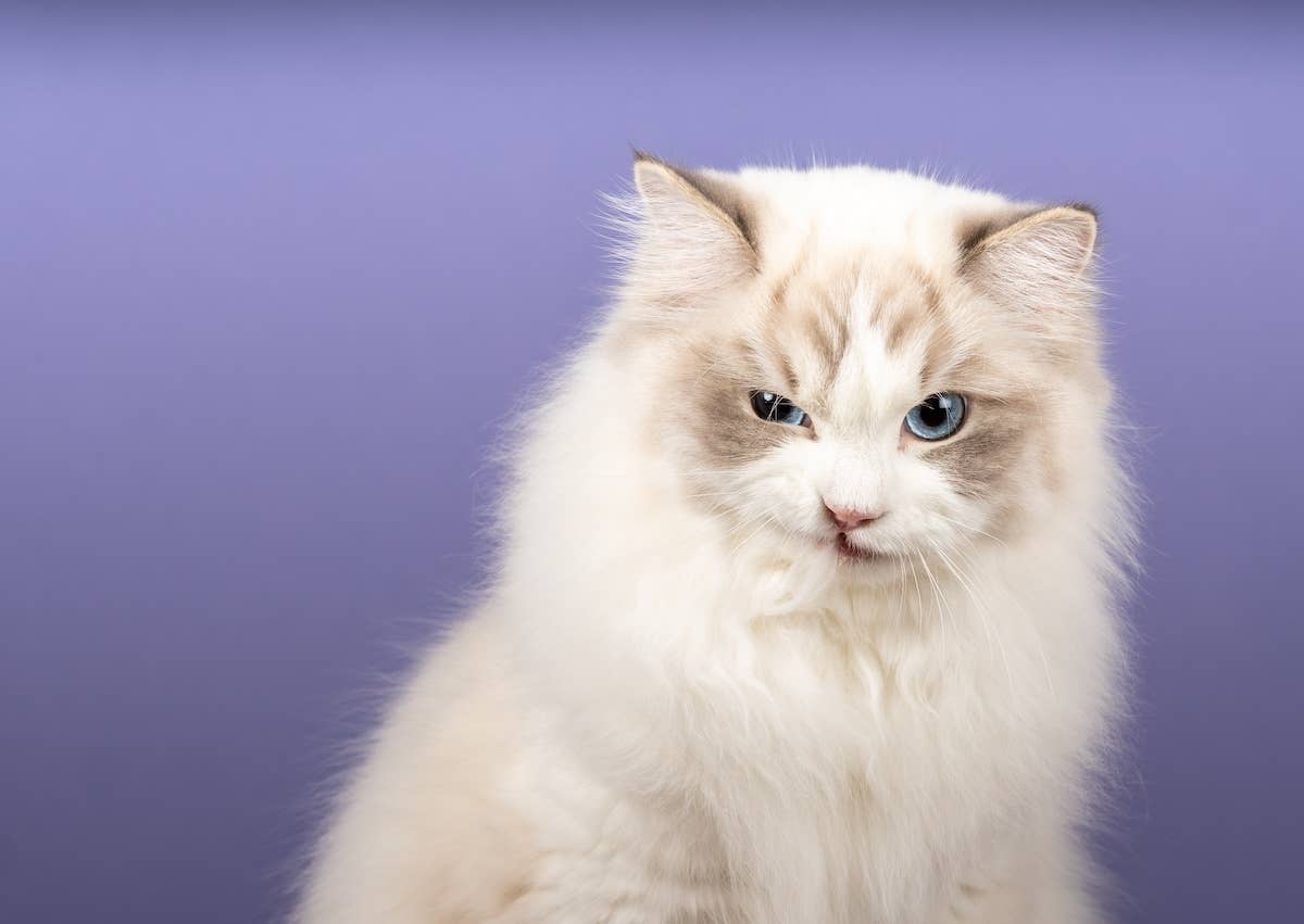 R Ragdoll Cat Ragdoll Cat Proudly Shows off Her Gallery of TikTok Comments in Her ...