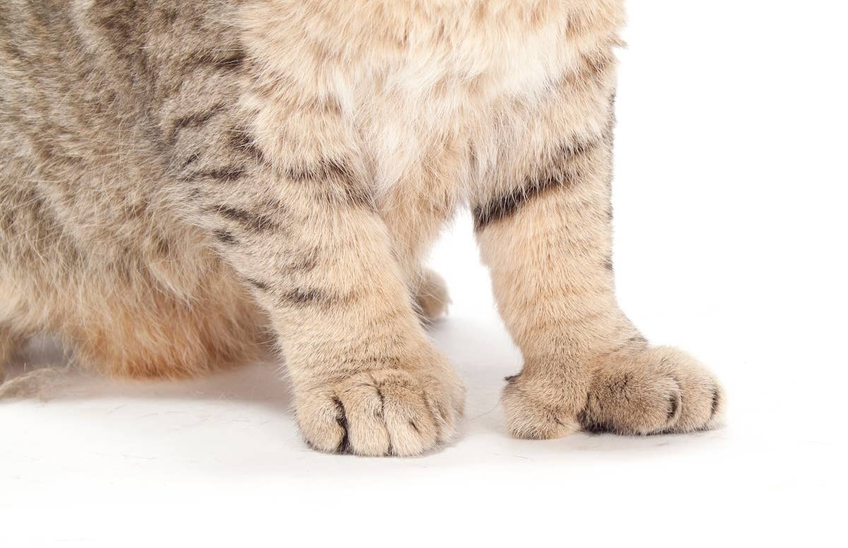 Tiny Kitten Who Looks Like an Ewok Loves His Grandpa - Paw Nation