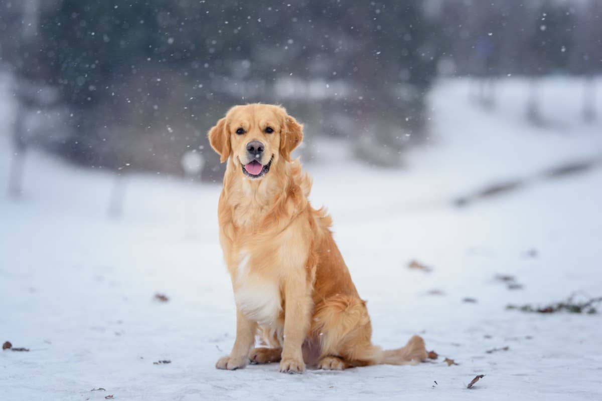 Falling Labrador Man Builds a Snow Cave for His Labradors, and They Refuse To Get Out of ...