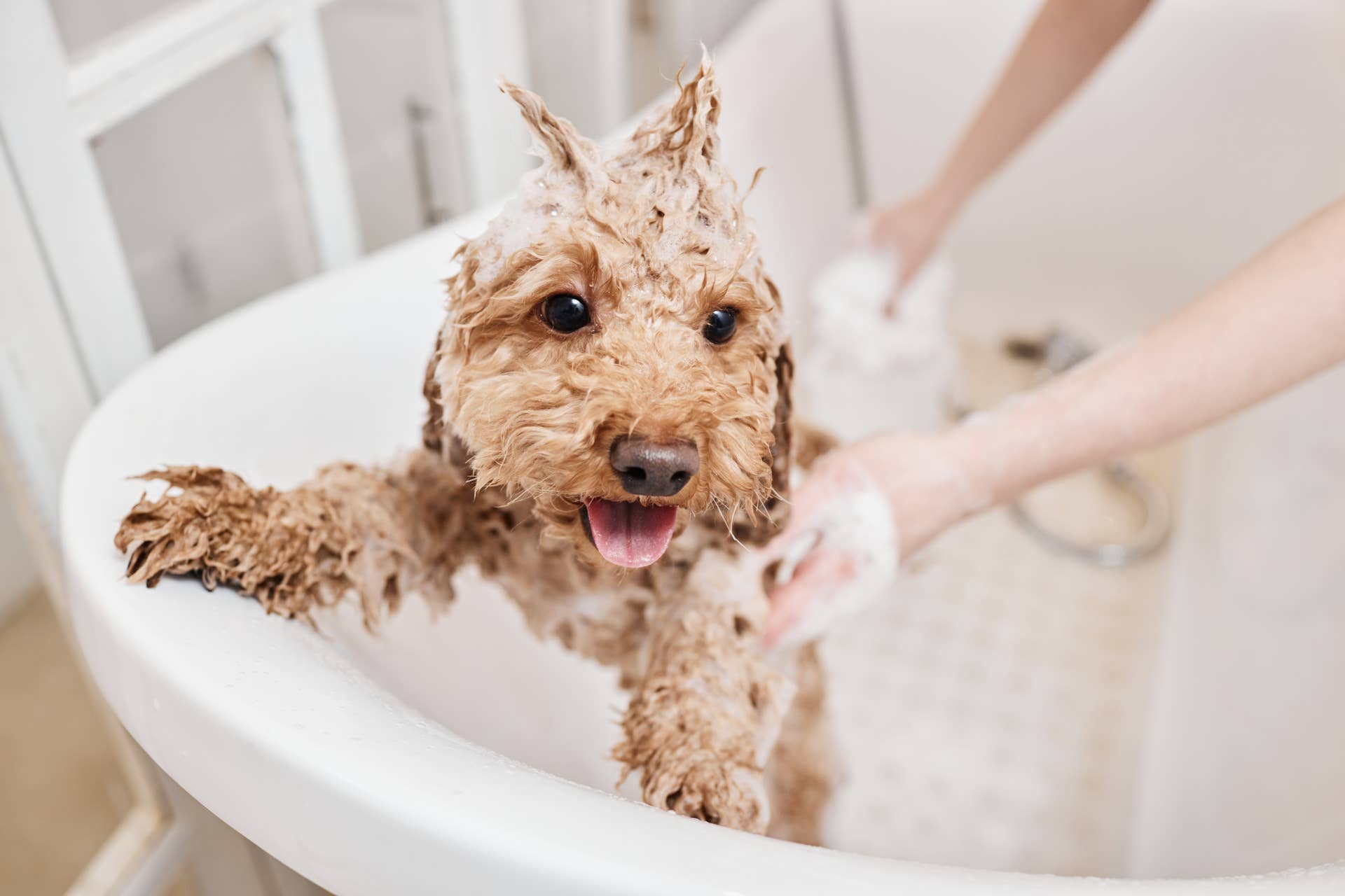 Cockapoo Sticks the Landing With Olympic-Style Bathtub Jump - Paw Nation