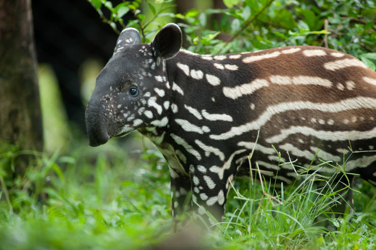 Miller Zoo’s Baby Tapir Adorably Enjoys Her First Day Outside - Paw Nation