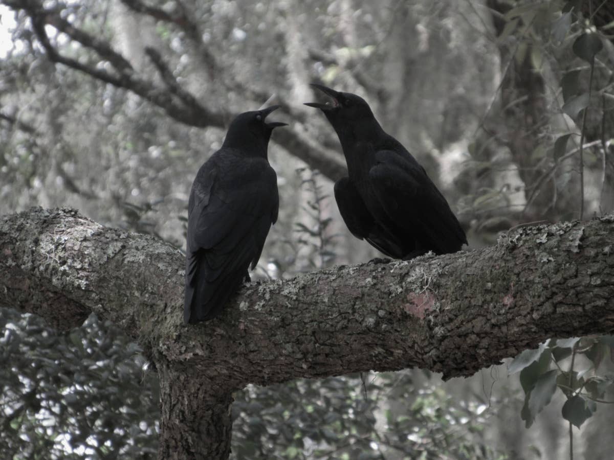Woman Records Birds’ ‘Heated Argument’ and People Can’t Stop Laughing ...