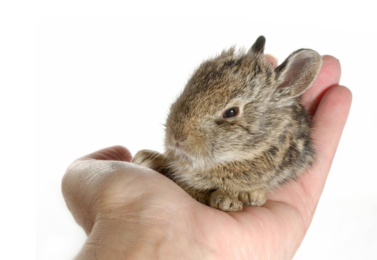 Tiny Baby Bunny Being Bottle-Fed Is Just Too Cute - Paw Nation