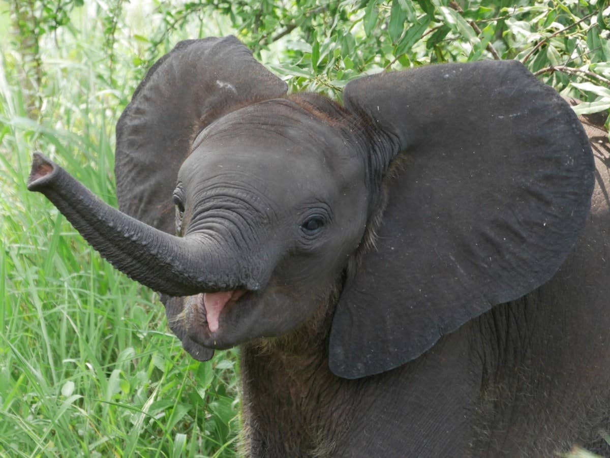 Watch This Happy Elephant Show Off Her Pink Toenails - PawNation