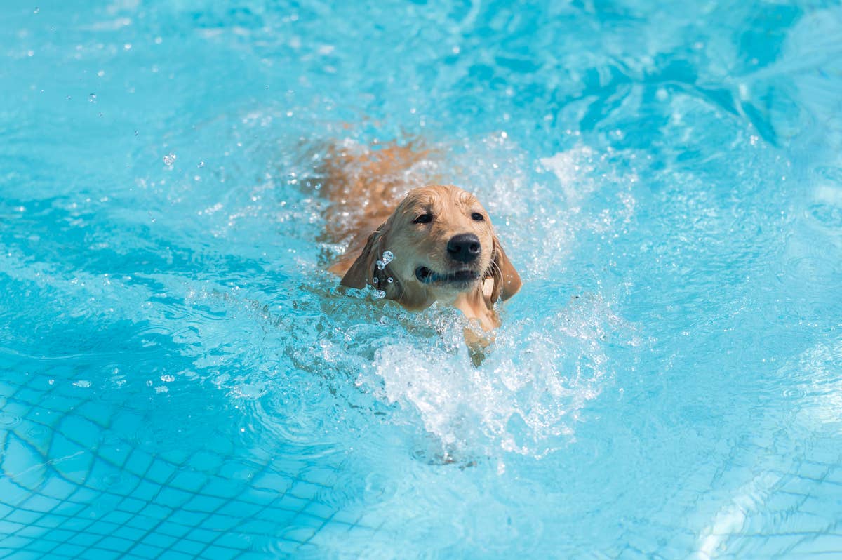 Labrador Refuses To Get Out of the Pool During a Torrential Downpour ...