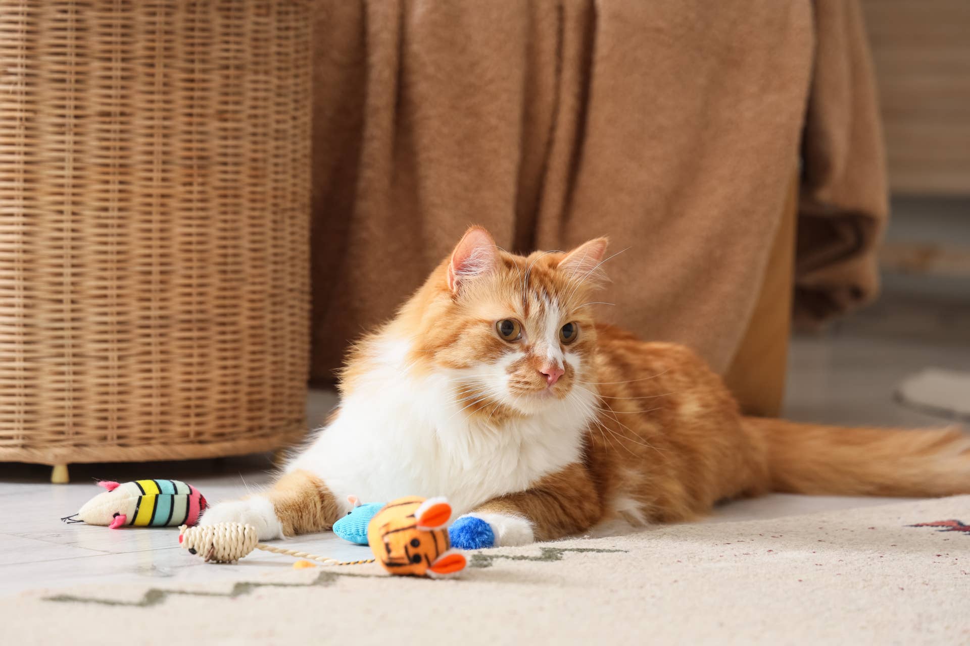 Cat’s Wholesome New Way to Signal Playtime Is Too Cute to Ignore - Paw ...