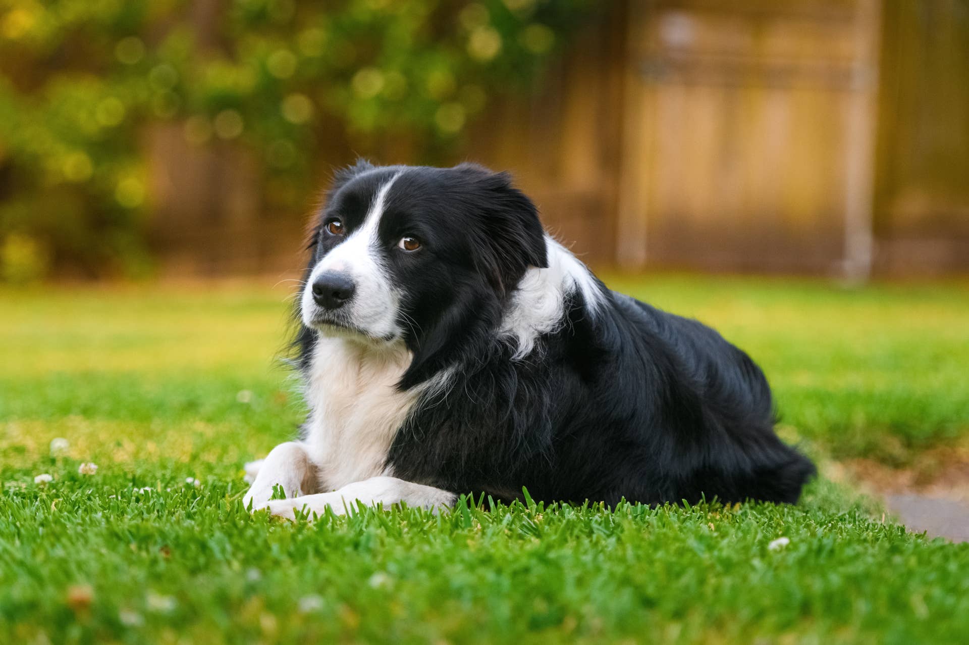 Border Collie Promotes Owner To Sheep In Hilarious Viral Video Paw Nation Border Collie Promotes Owner To Sheep In Hilarious Viral Video Paw Nation