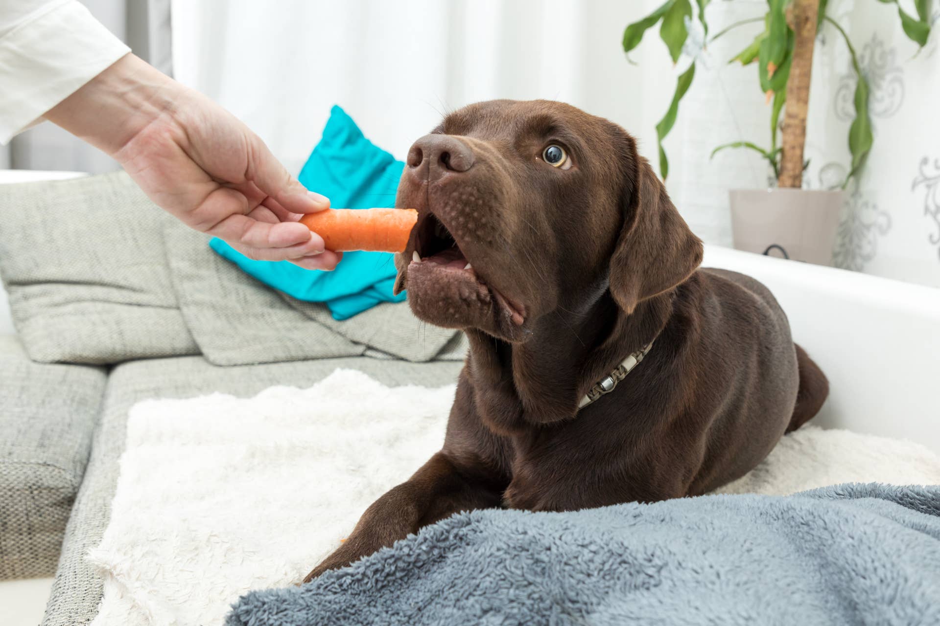 This Labrador Retriever Is Rocking Her Diet, and She's So Proud - Paw ...