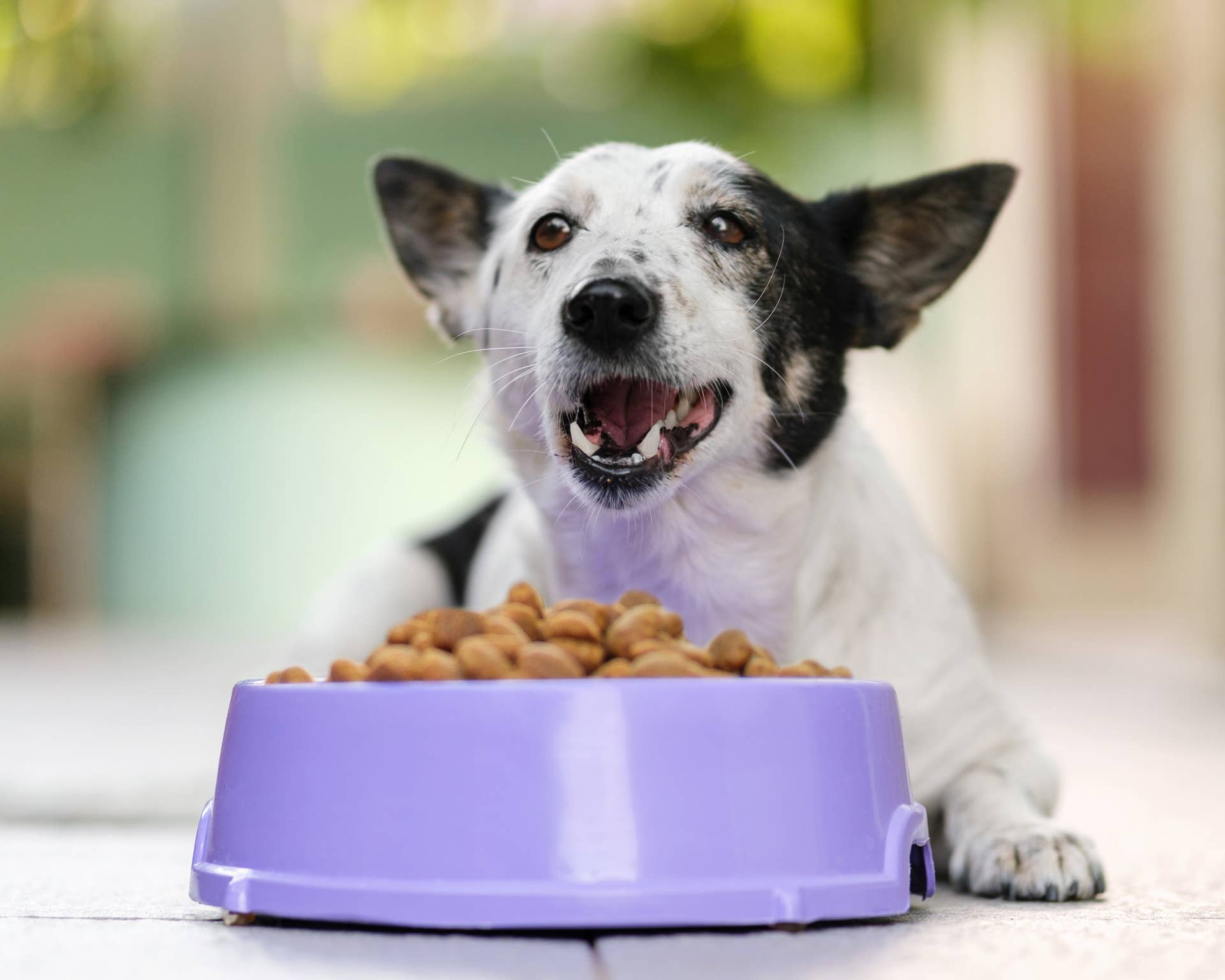 Image result for PetSafe Slow Feeder Toy Helps Dogs Eat at Healthier Speeds - Paw Nation