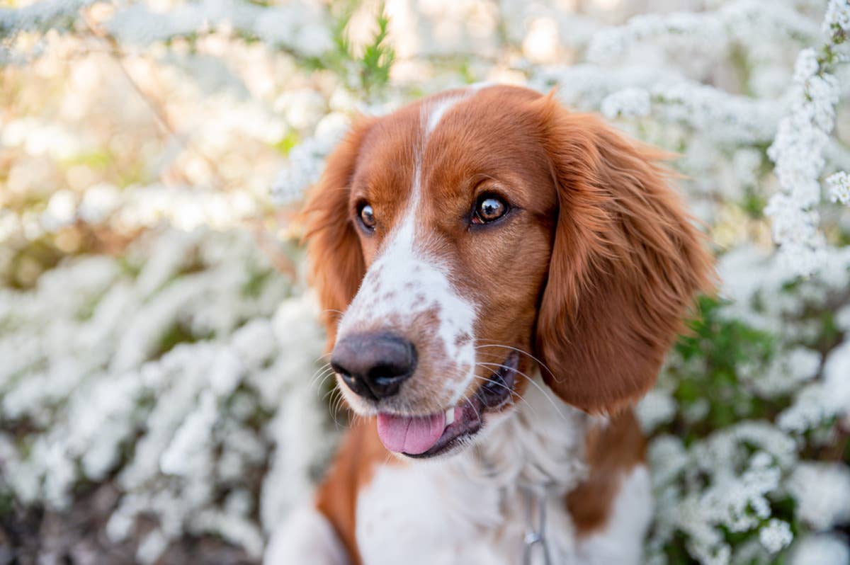 English Springer Spaniel Can’t Believe Her Eyes After Watching Friend ...