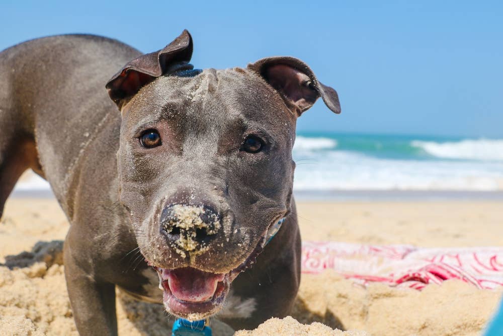 Rescued Pit Bull Enjoying His First Beach Day Ever Brings All the Feels ...