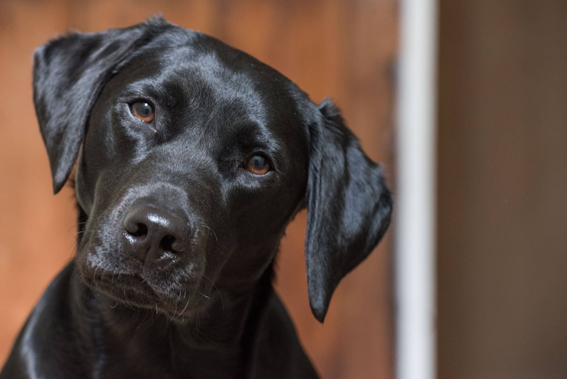 Shelter Dog Poppy Breaks Out of Her Shell With New Friend - Paw Nation