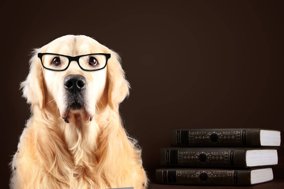 Retriver Rescue Books Rome Rescue Golden Retriever Fascinated With Books Has the Perfect Wind-Down ...