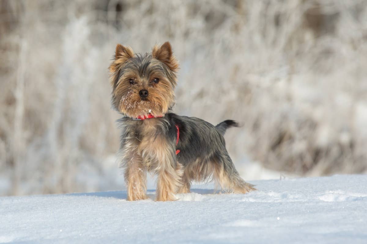 Yorkies Go Out To Play in the Snow and the Cutest Chaos Results - Paw ...