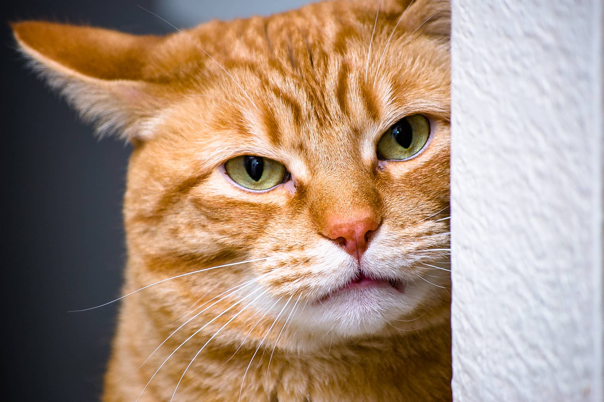 Orange Cat With an ‘Image To Maintain’ Secretly Really Loves His Spare ...
