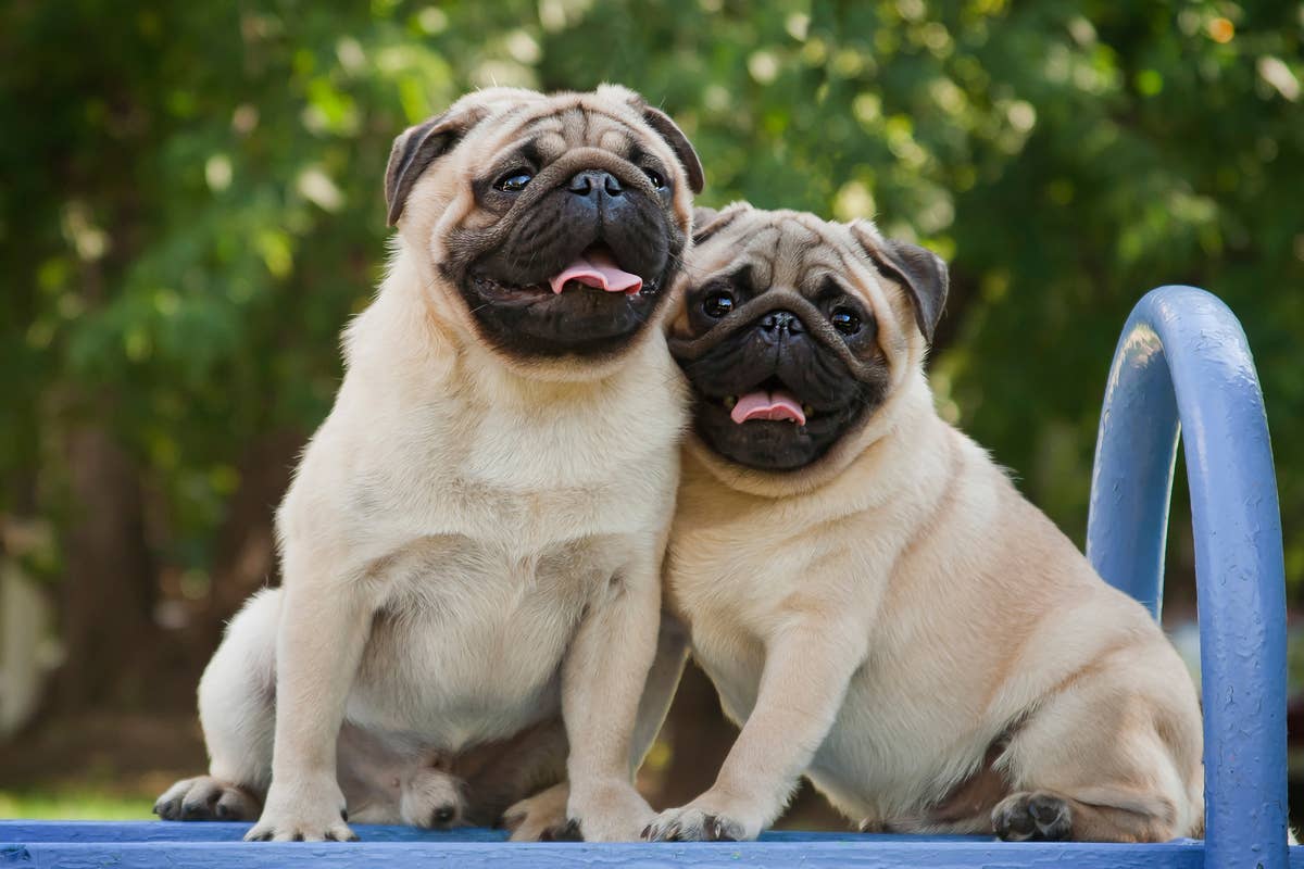 New Study Raises Health Concerns for French Bulldogs and Pugs - Paw Nation