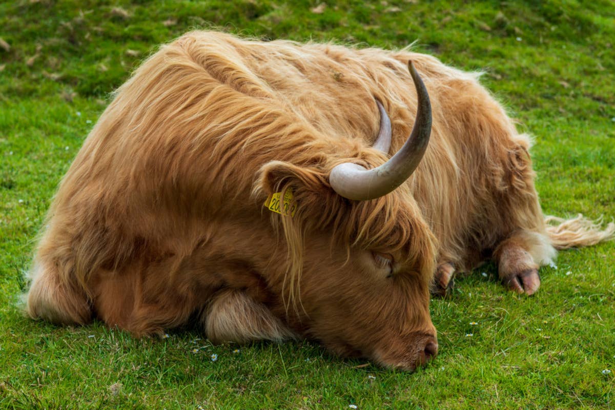 Snoring Cow Sleeping in the Afternoon Sun Is Making Everybody Want a ...