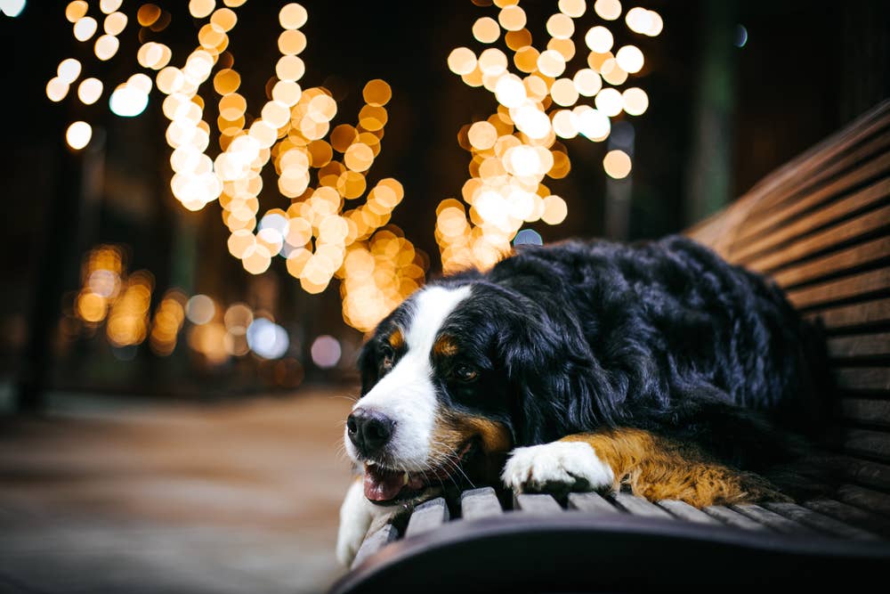 Unhinged Bernese Mountain Dog Turns Late-Night Potty Break Into a True ...