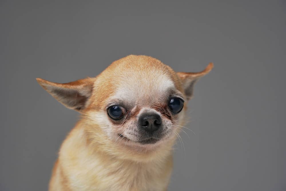 Chiww What a 'Fully Charged' Chihuahua Actually Looks Like Is Hilarious ...