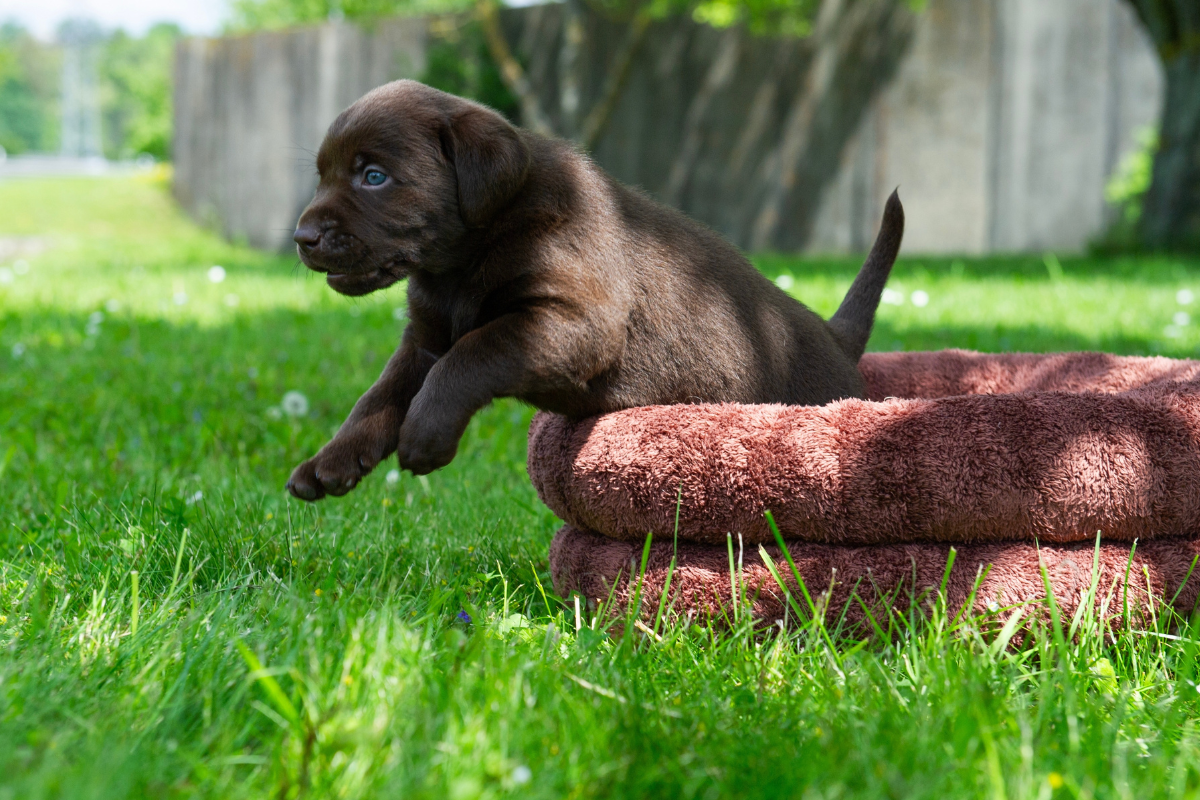 Playful Labradors’ Bouncy Ears and Wagging Tails Are the Best Sign of ...