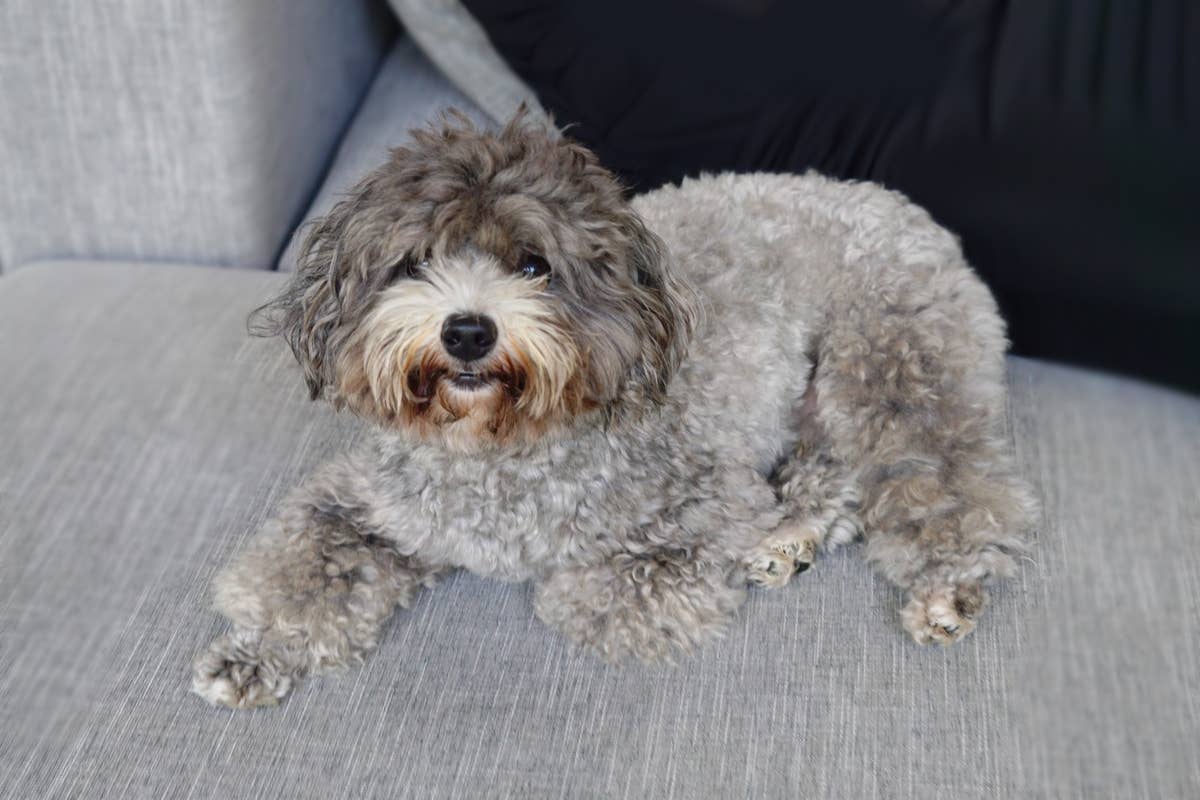 Mini Puddle Roux Mini Poodle Hyping Herself up Before Epic Jump Is Total Boss Babe ...