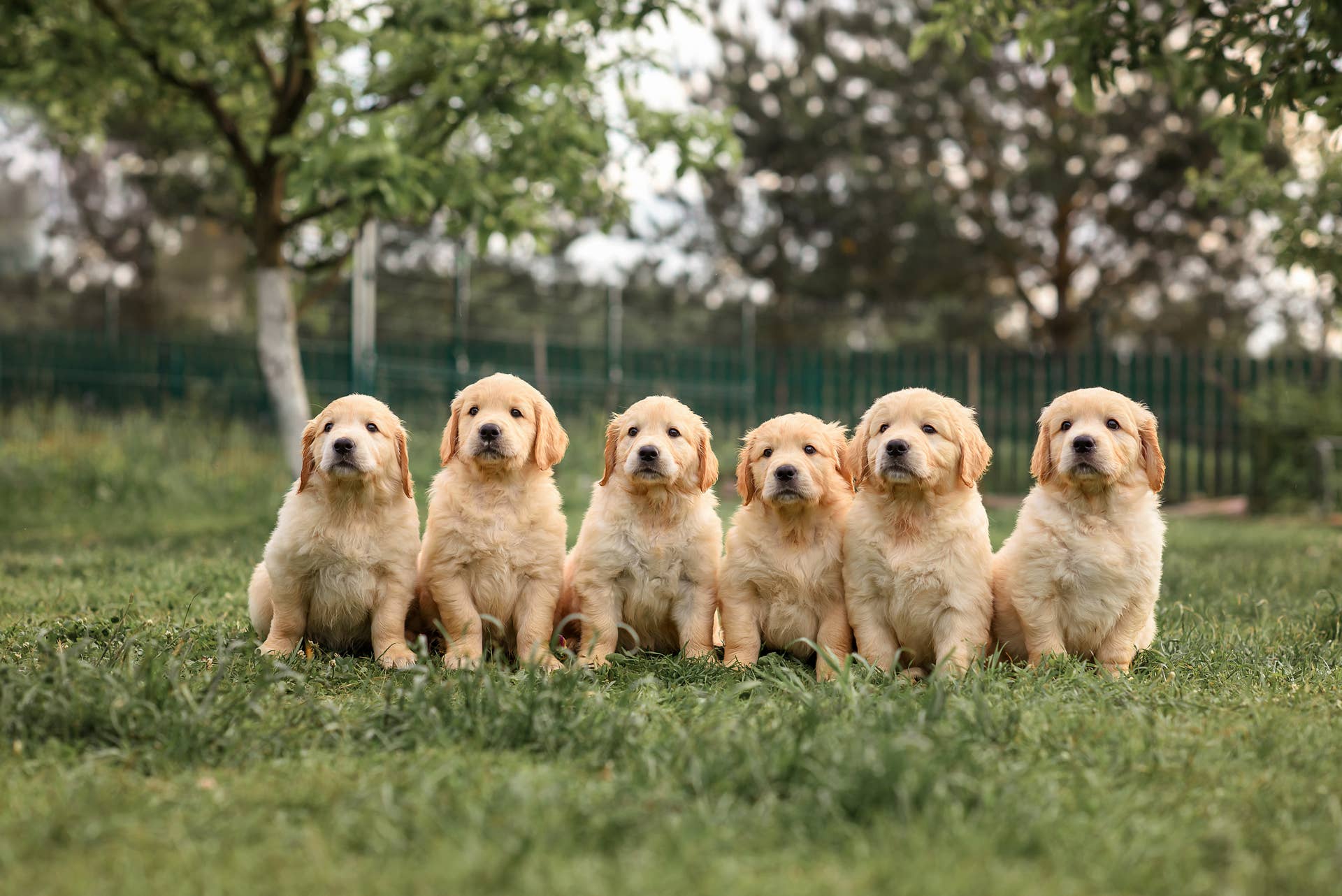 Watch This Golden Retriever Wake Up to a Special Surprise - Paw Nation