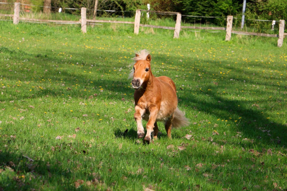 Shetland Ponies Adorably Run To Greet Their Favorite Tiny Toddler ...