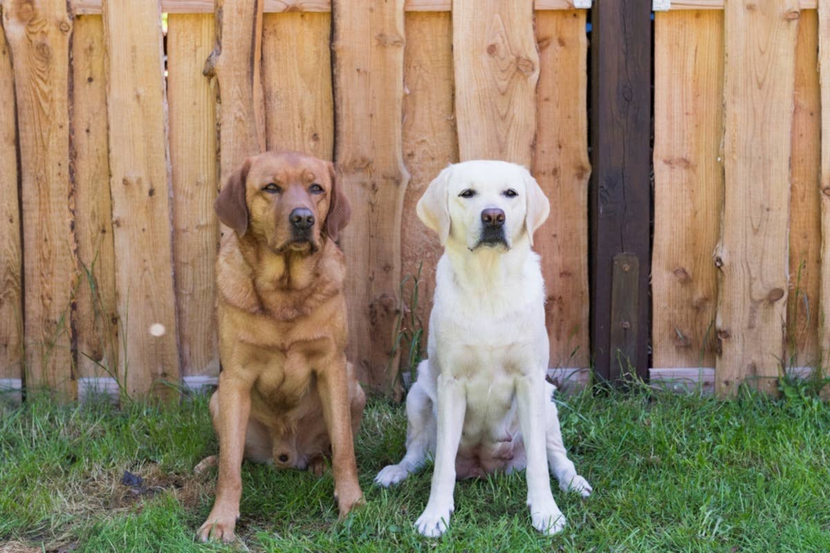 Two Labrador Retrievers sitting in front of a wooden fence.