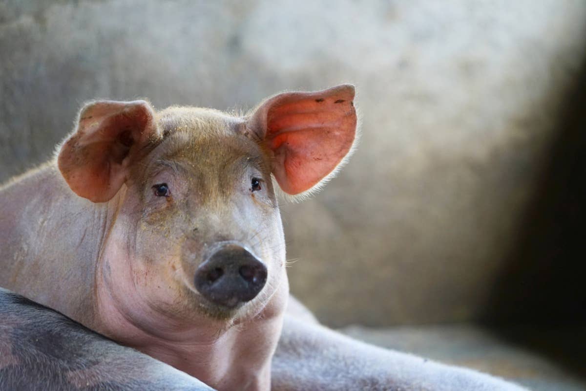 Happy pig lying in barn.