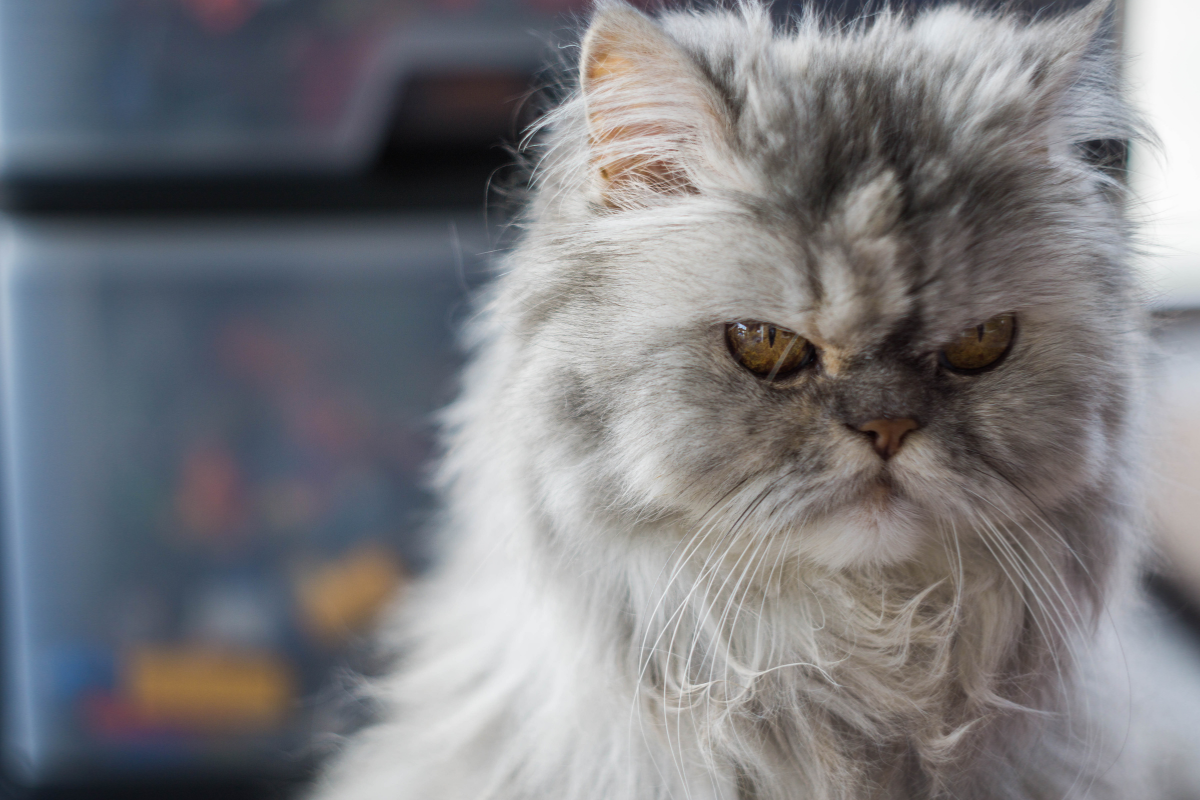 this-cat-s-furious-reaction-to-a-late-dinner-is-cracking-up-the