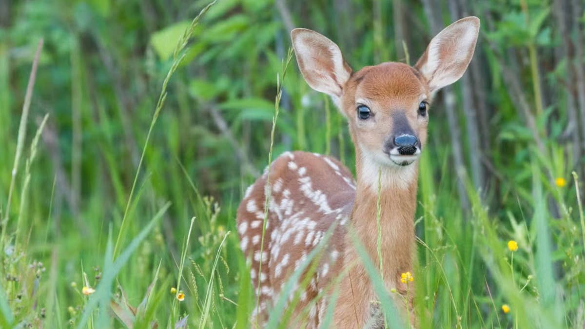 Bronx Zoo's Playful Baby Nyala Is a Must-See