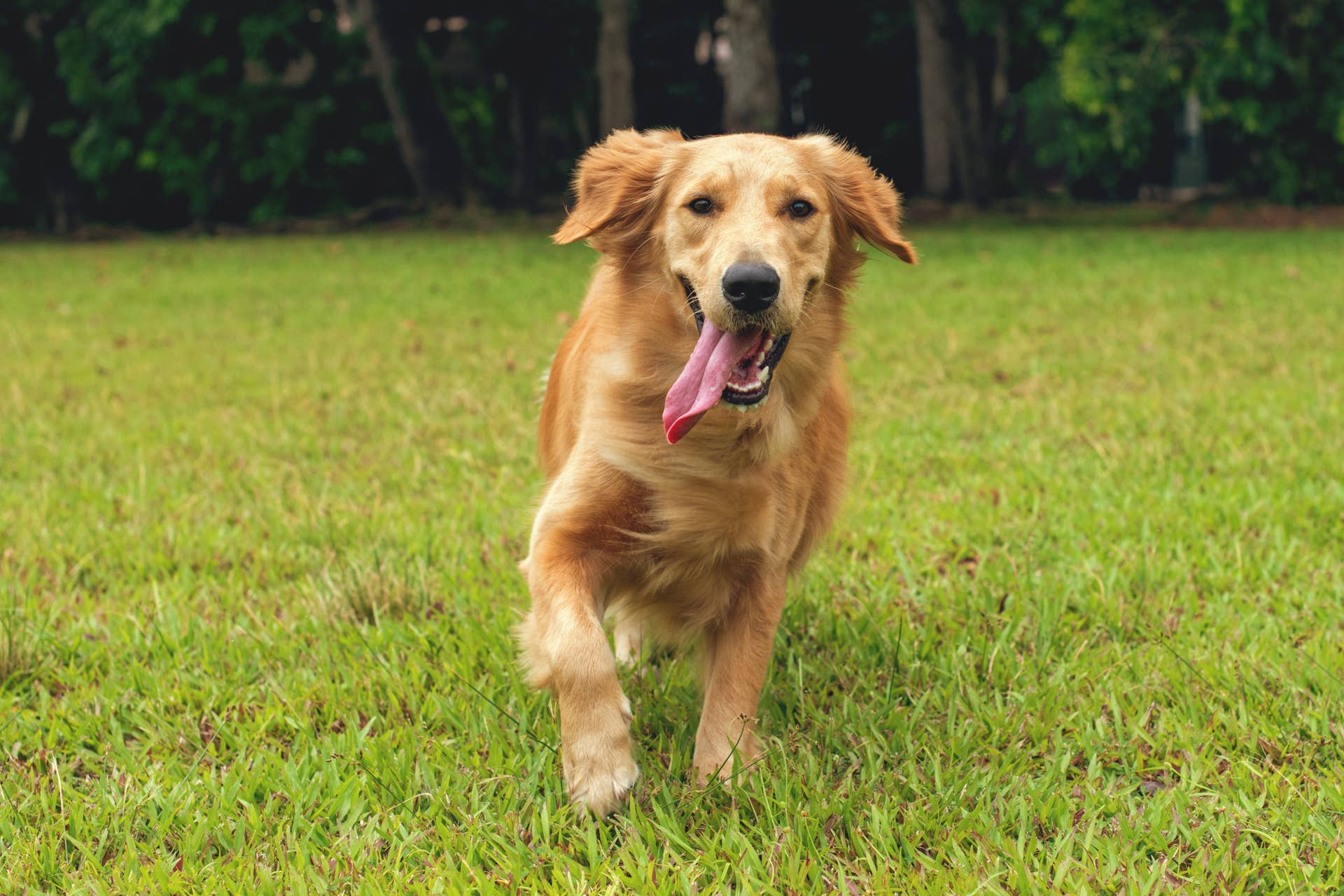 Mom Warns Golden Retriever About His Overly Friendly Hellos - Paw Nation