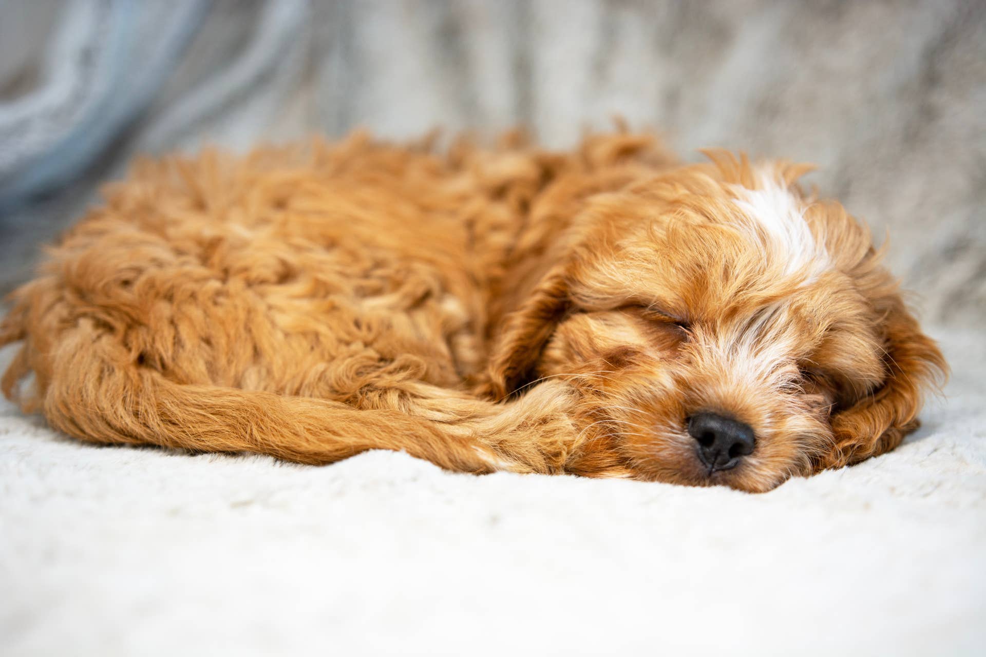 Watch This Mini Cockapoo Cuddle With Her Dad After Guests Leave - Paw ...