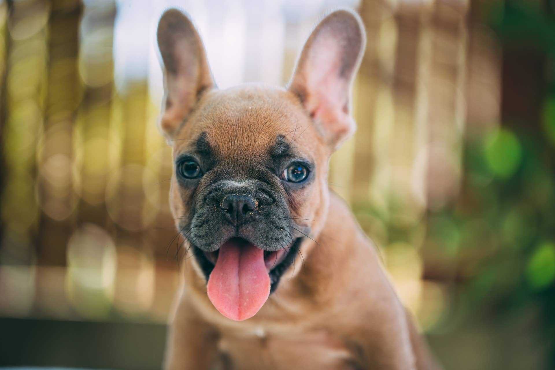 Famous Dog Dad Jokes: When Any Frenchie Does This Signature Move ...