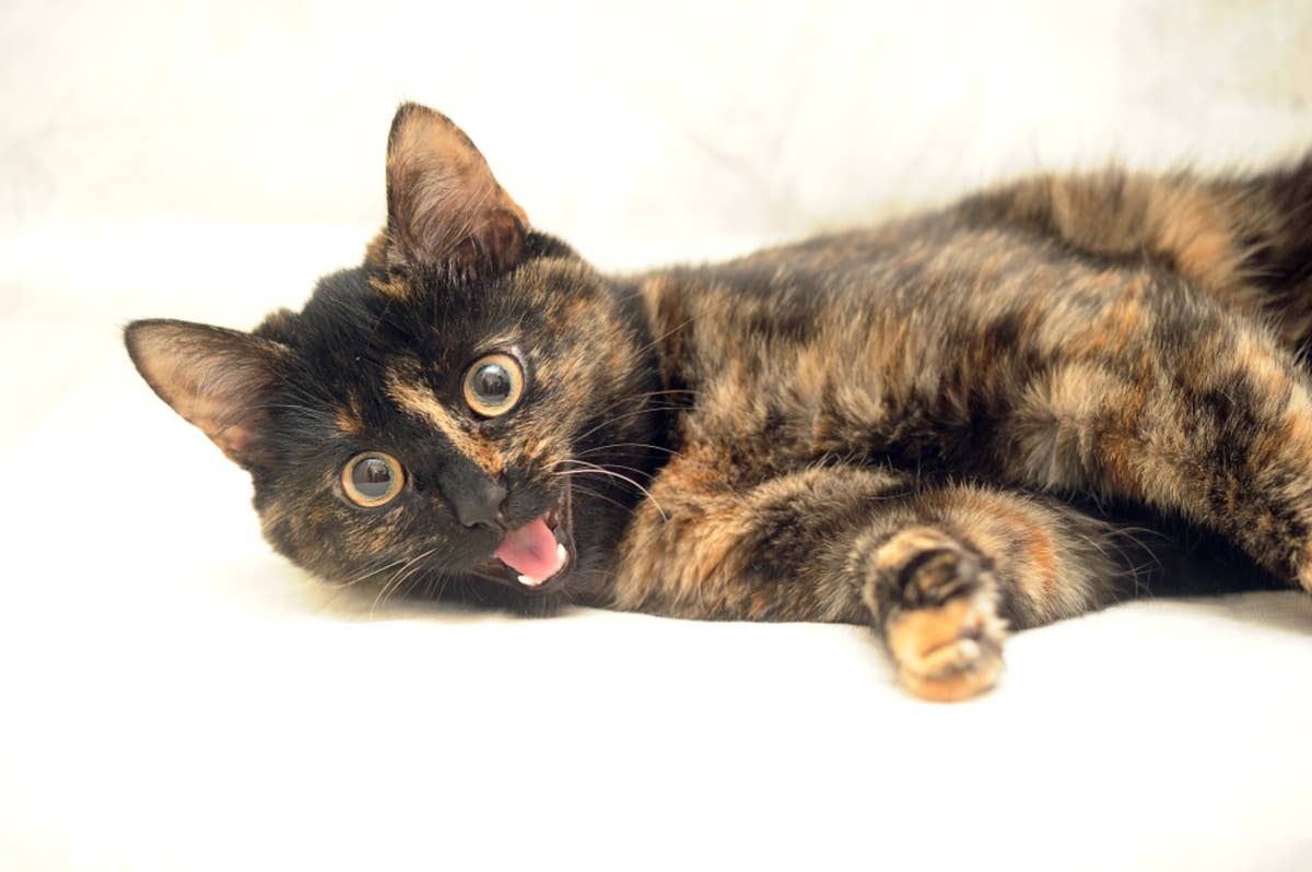 The Sound This Cat Makes When Getting Medicine Rubbed on Her Is LOL ...