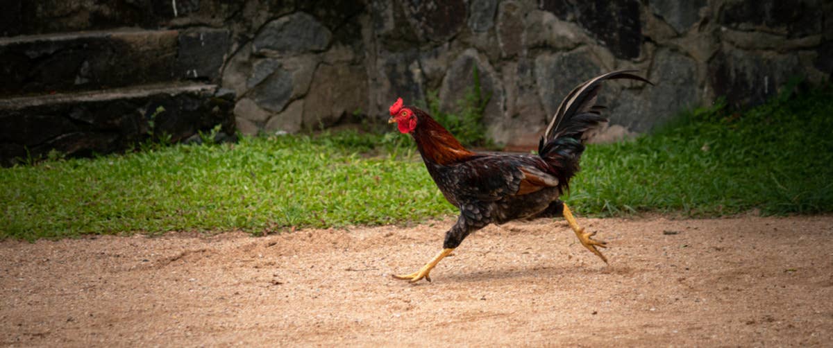 Rooster Runs Across an Entire Field and His Speed Is Impressive - Paw ...